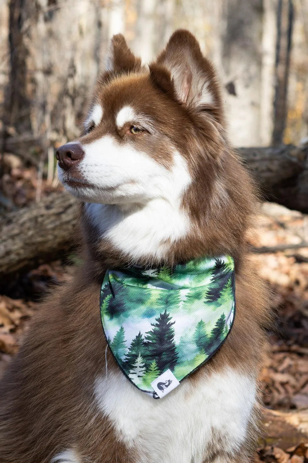 Evergreen Explorer Dog Bandana & Matching Keychain-2