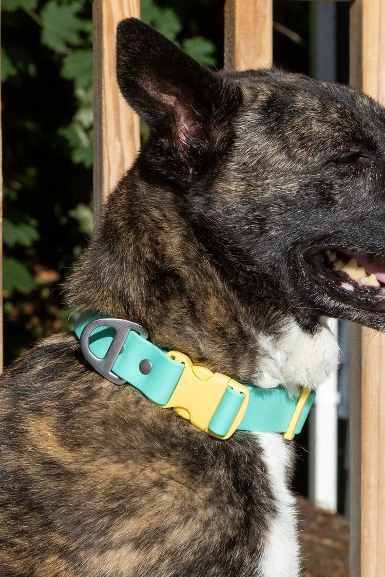 Good Vibes Tropical Dog Collar