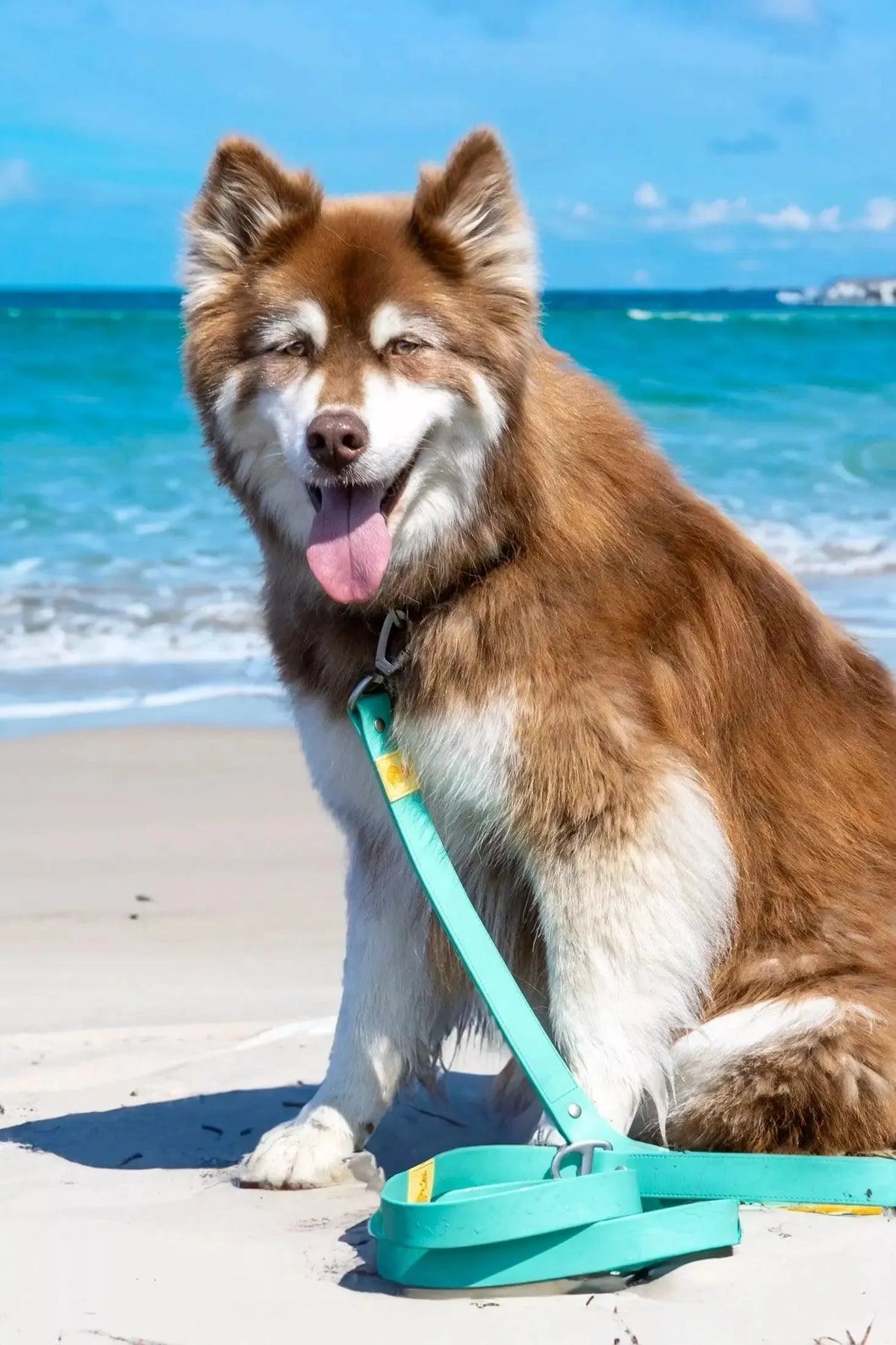 Good Vibes Tropical Dog Leash
