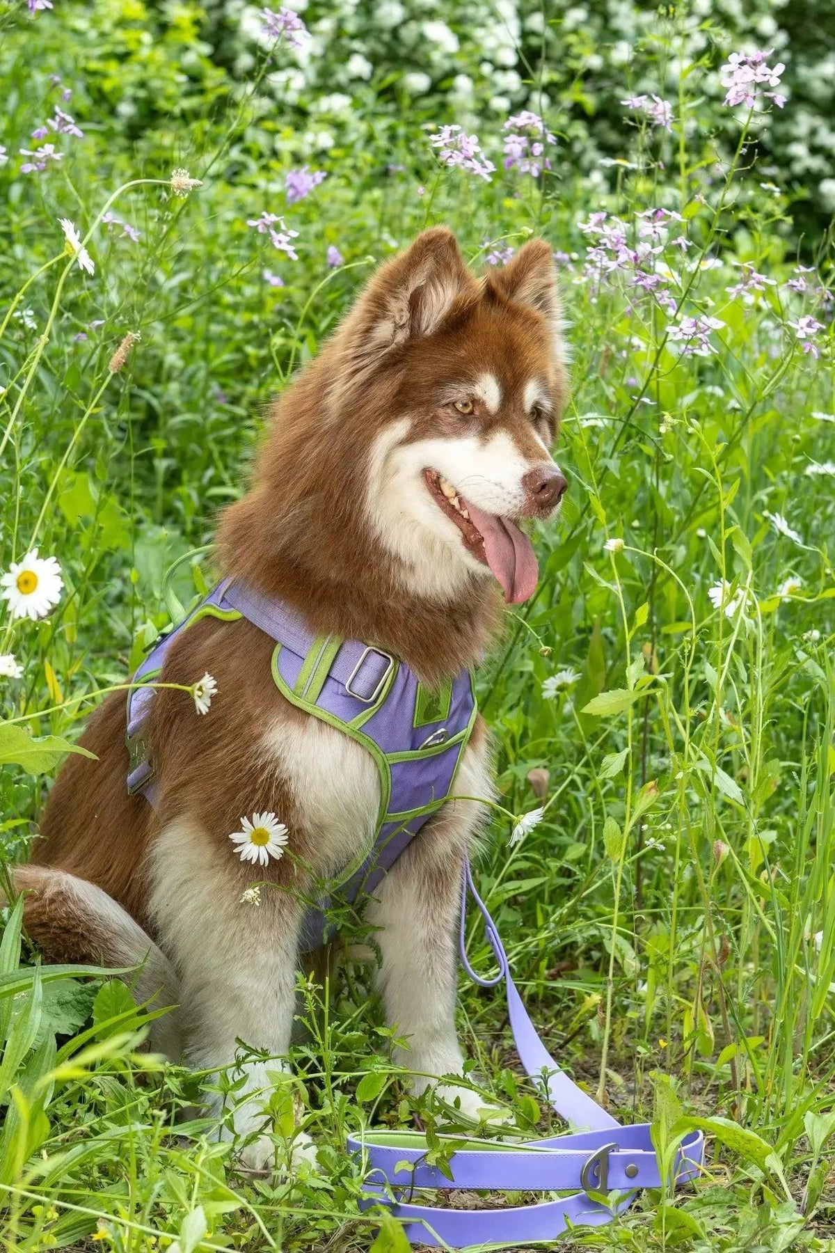 Flower Power Lavender Harness