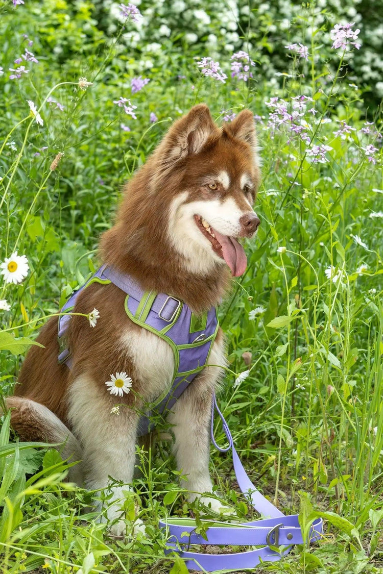 Flower Power Lavender Harness