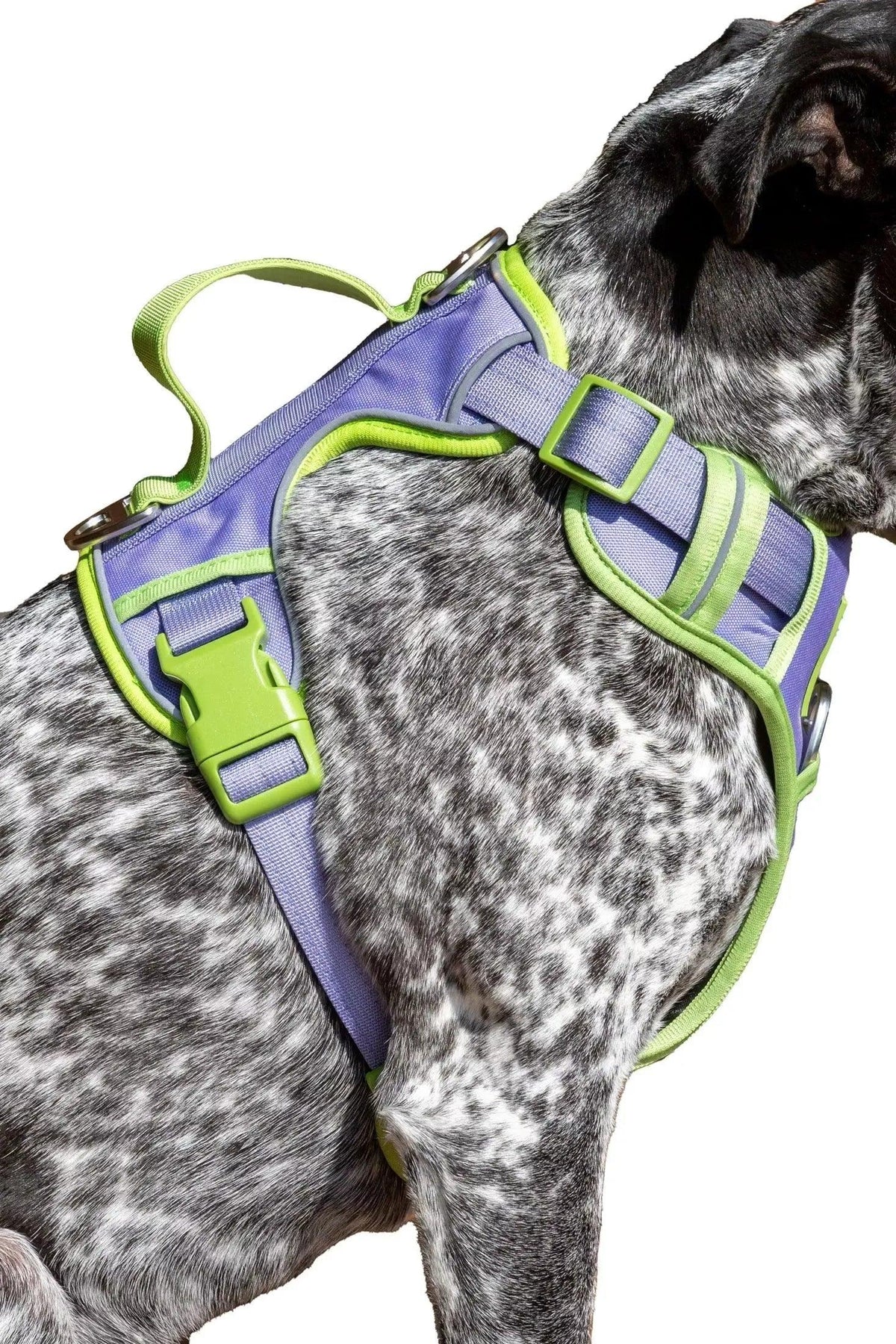 Flower Power Lavender Harness