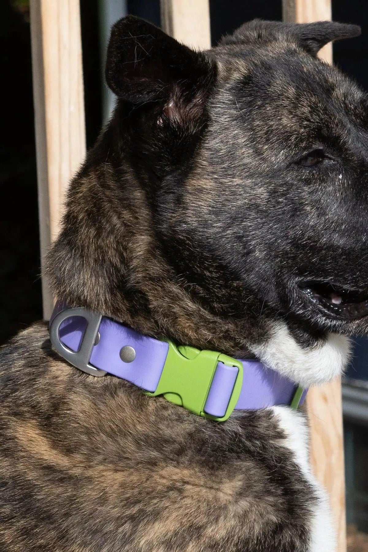 Flower Power Lavender Collar