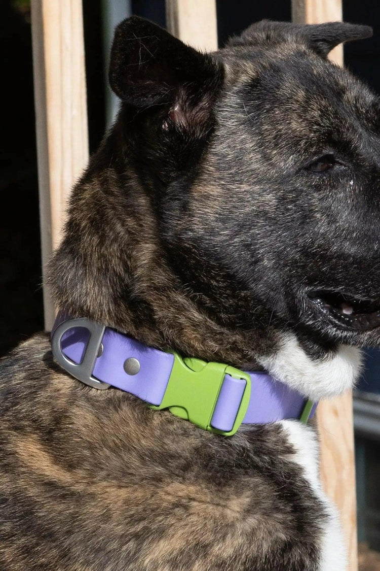 Flower Power Lavender Collar
