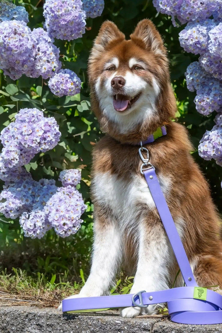 Flower Power Lavender Leash